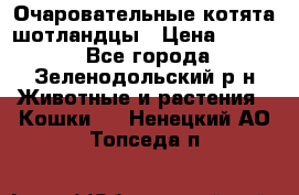 Очаровательные котята шотландцы › Цена ­ 2 000 - Все города, Зеленодольский р-н Животные и растения » Кошки   . Ненецкий АО,Топседа п.